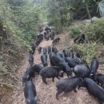 18个月跑山猪肉质紧实鲜香浓郁现宰鲜发欢迎来电