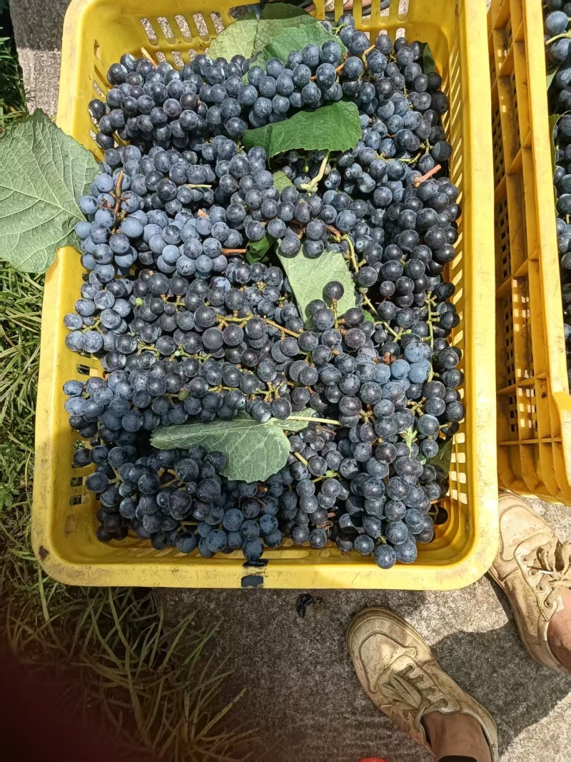 酿酒紫秋葡萄