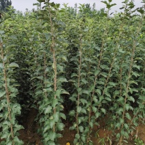 黄金维纳斯苹果苗，爱妃苹果苗，众诚三号苹果苗，鲁丽苹果苗