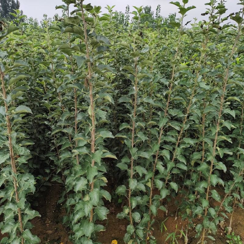 黄金维纳斯苹果苗，爱妃苹果苗，众诚三号苹果苗，鲁丽苹果苗