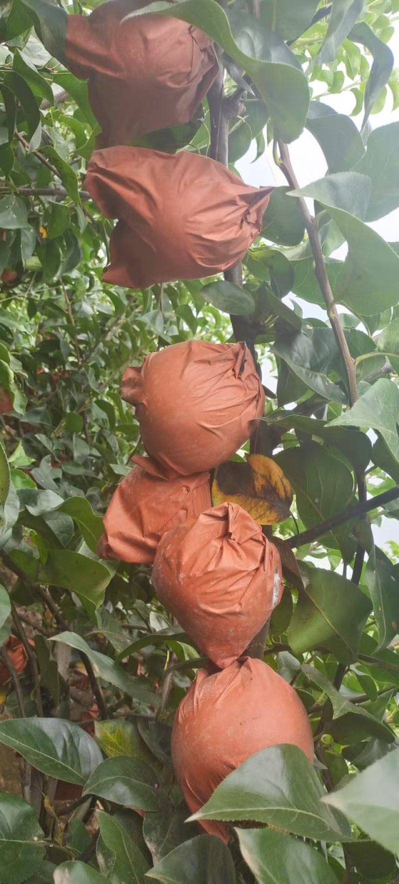 胶东半岛秋月梨