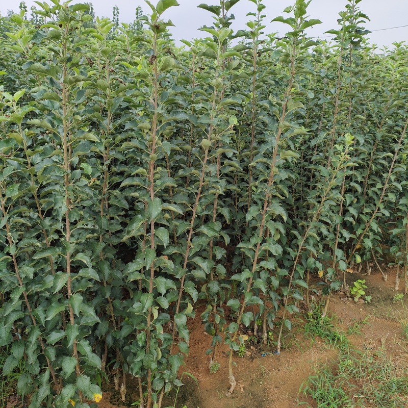 黄金维纳斯苹果苗，爱妃苹果苗，众诚三号苹果苗，鲁丽苹果苗