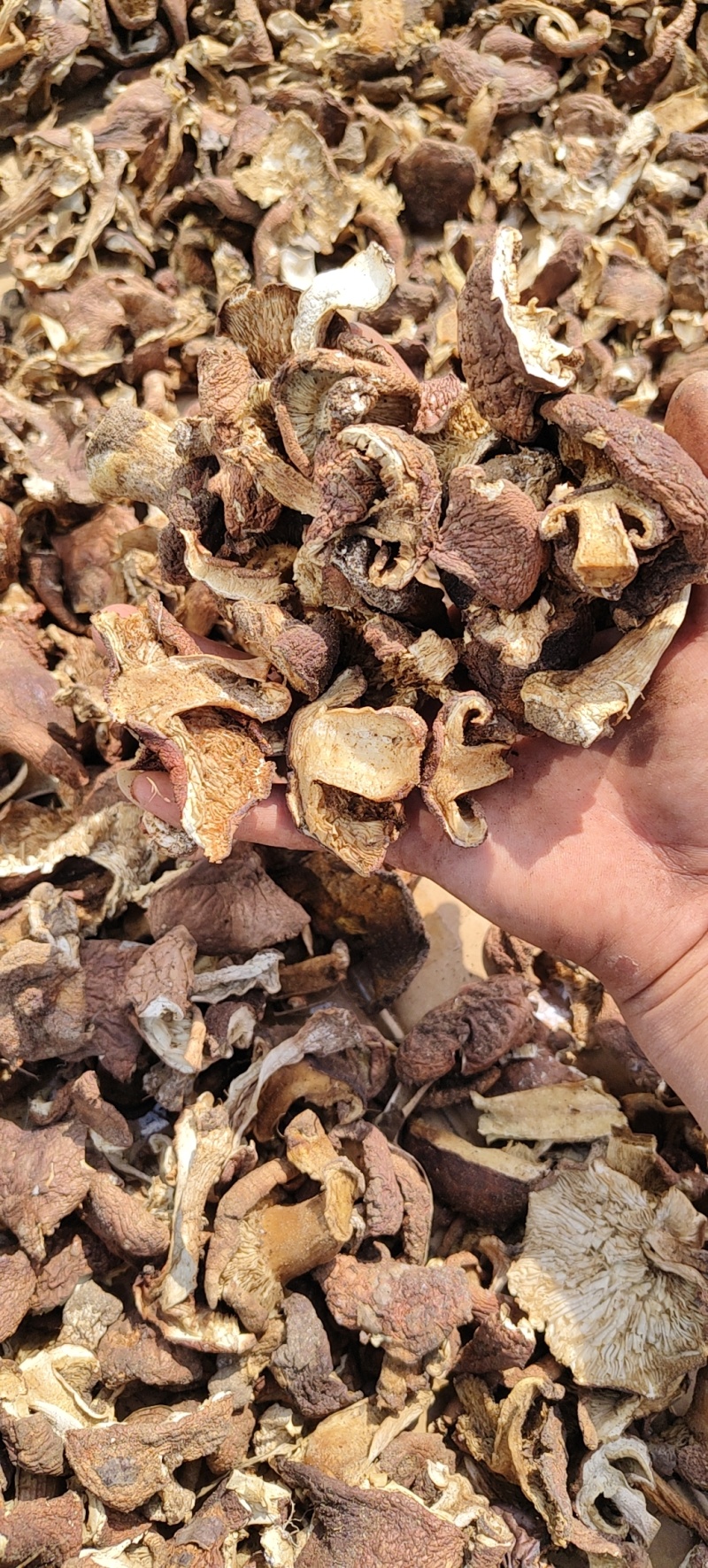 地扣，野生土豆蘑干货，各种规格都有，有需要的可以谈规格，