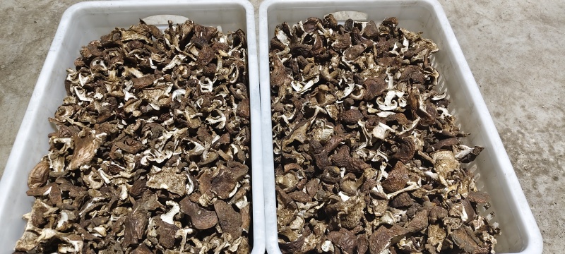 地扣，野生土豆蘑干货，各种规格都有，有需要的可以谈规格，