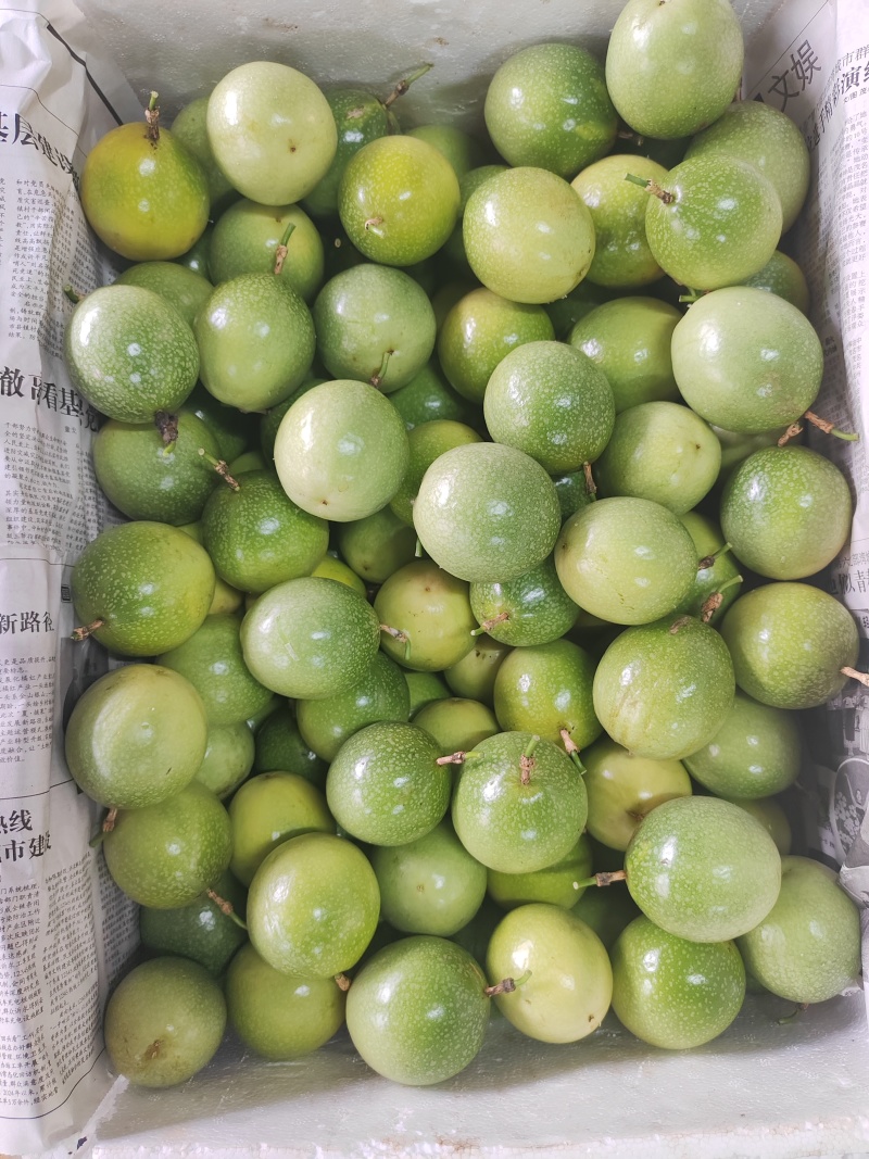 百香果钦蜜九号
