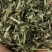 珍珠透骨草