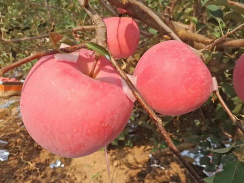 山东烟台苹果，红富士苹果，全年可发货