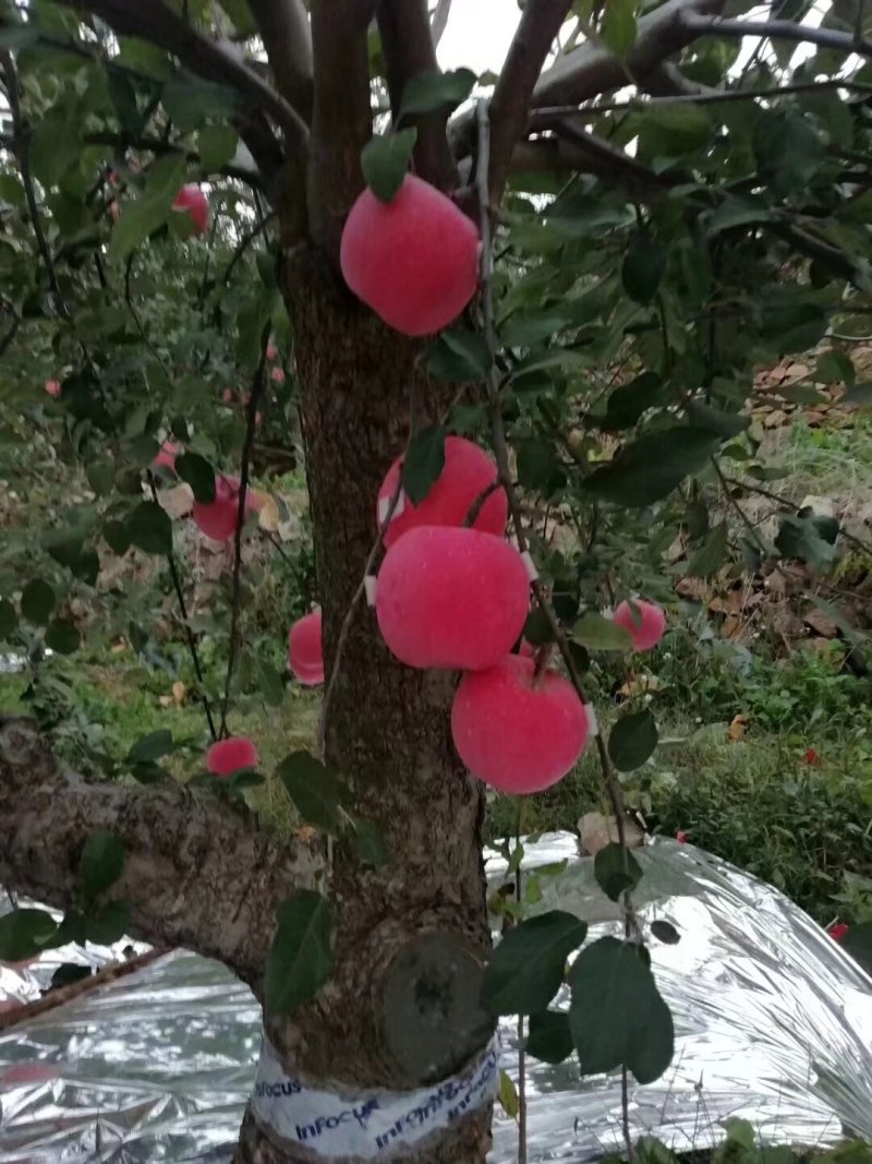 山东烟台苹果，红富士苹果，全年可发货