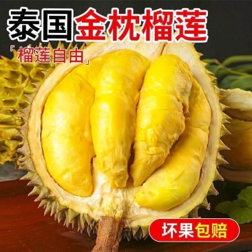 顺丰包邮泰国进口金枕榴莲样品各种规格大小