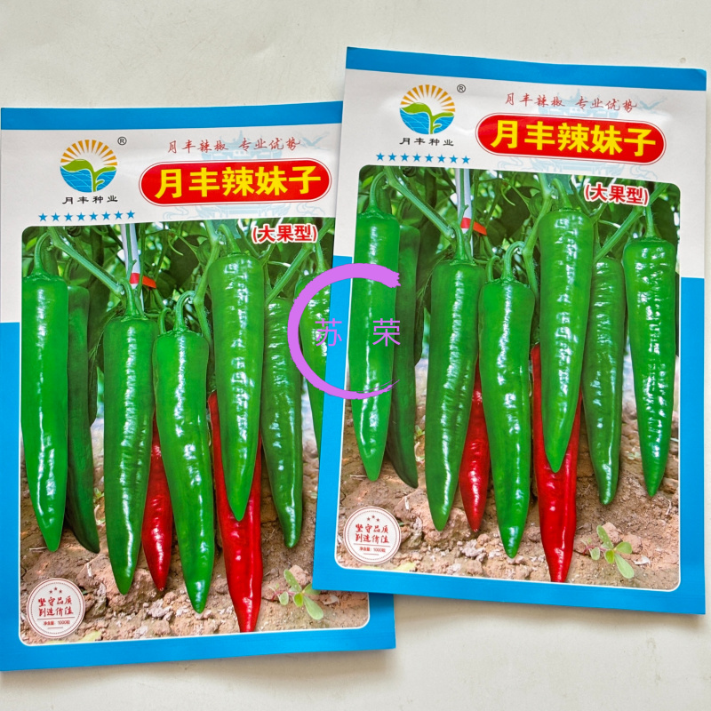 月丰辣妹子尖椒种子早熟杂交春季品种辣味高产抗病青红两用