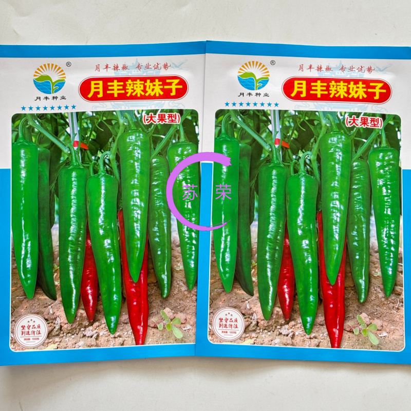 月丰辣妹子尖椒种子早熟杂交春季品种辣味高产抗病青红两用