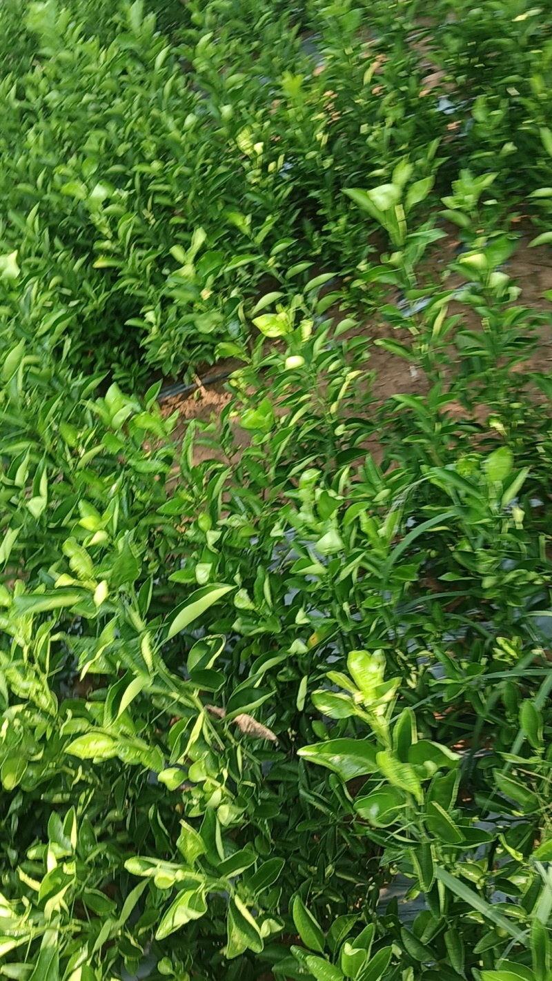 红桔苗