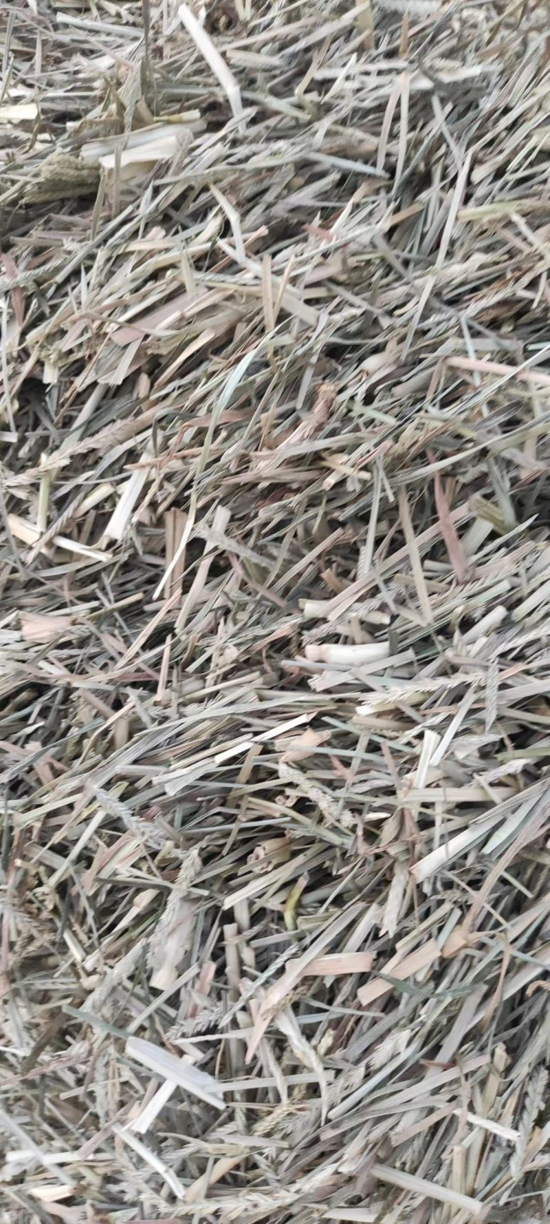 牛筋草产地直供全国发货欢迎采购量大从优支持视频看货