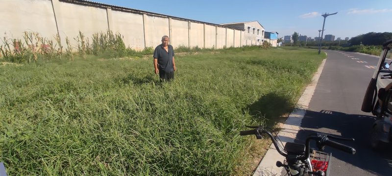 牛筋草产地直供全国发货欢迎采购量大从优支持视频看货