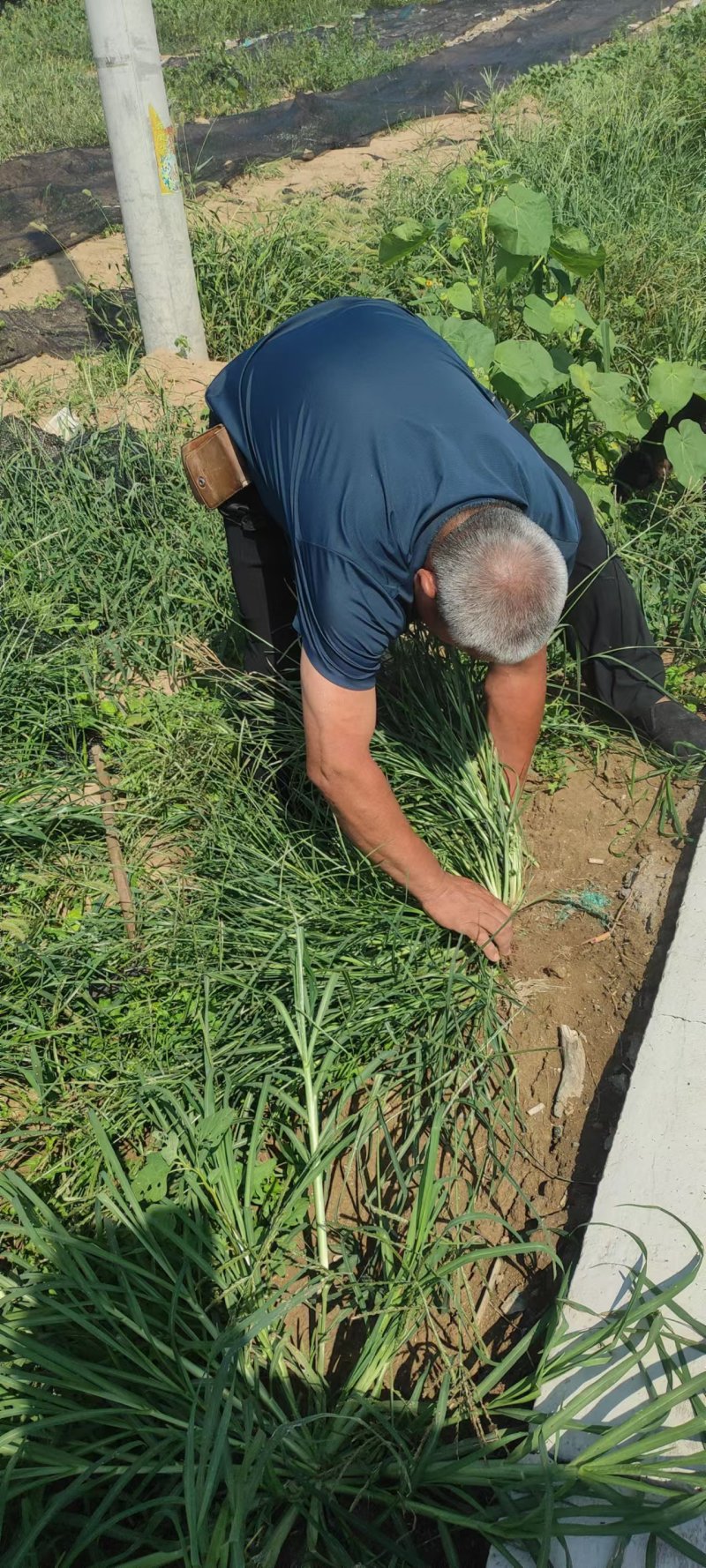 牛筋草产地直供全国发货欢迎采购量大从优支持视频看货