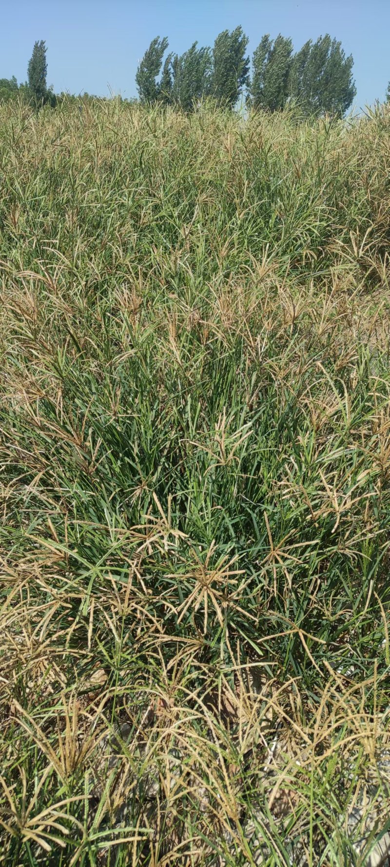 牛筋草产地直供全国发货欢迎采购量大从优支持视频看货