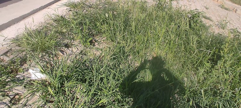 牛筋草产地直供全国发货欢迎采购量大从优支持视频看货