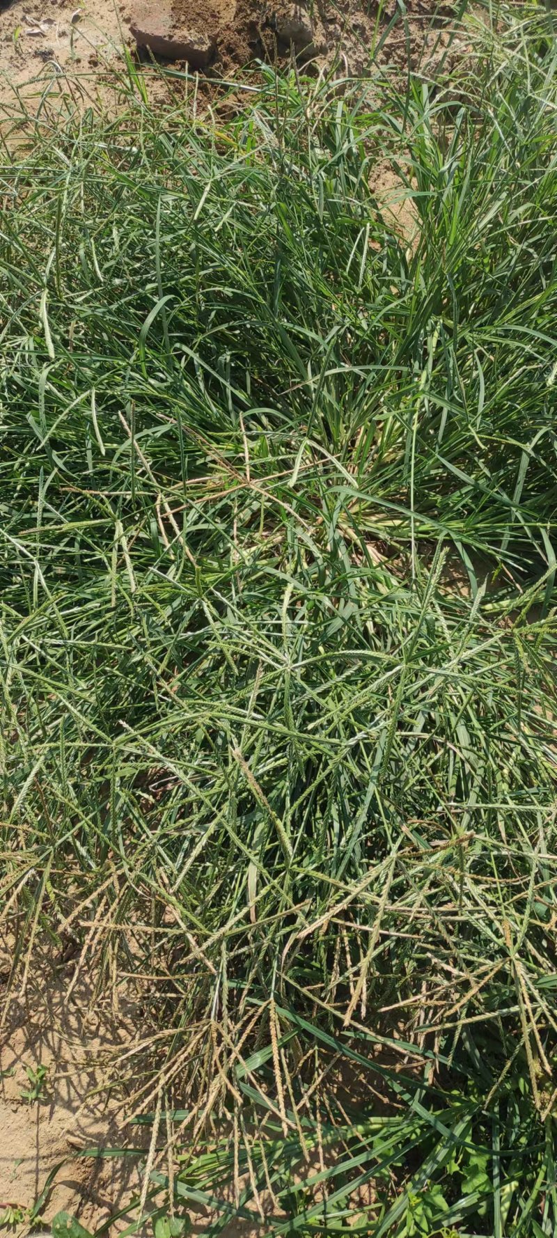 牛筋草产地直供全国发货欢迎采购量大从优支持视频看货