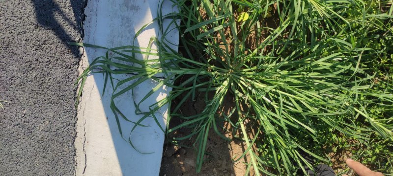 牛筋草产地直供全国发货欢迎采购量大从优支持视频看货