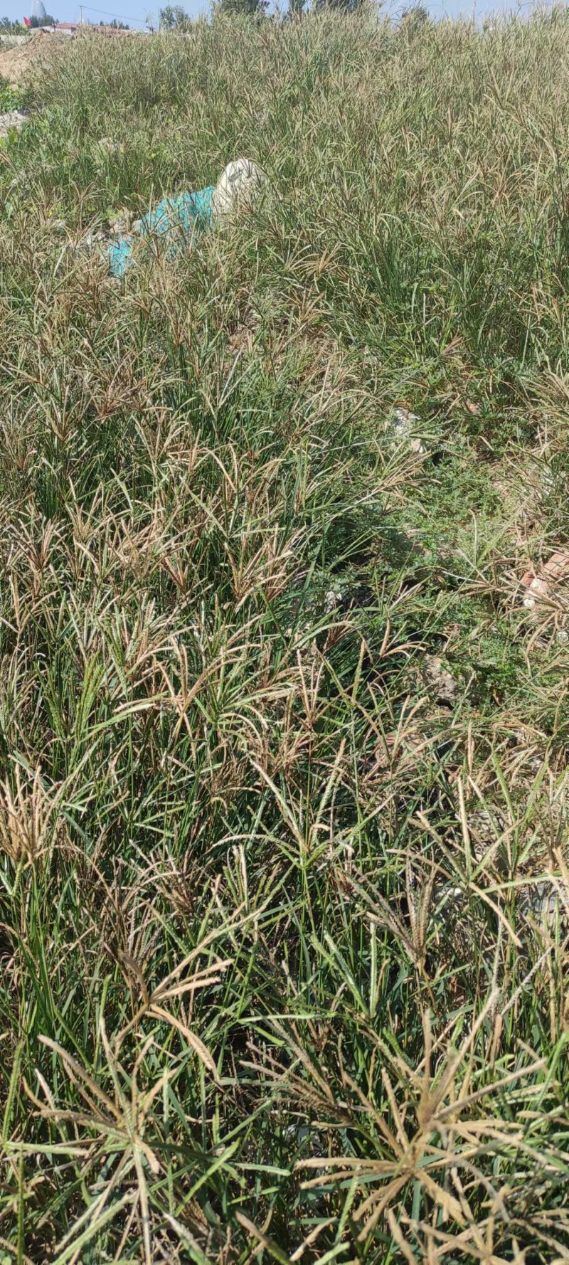 牛筋草产地直供全国发货欢迎采购量大从优支持视频看货