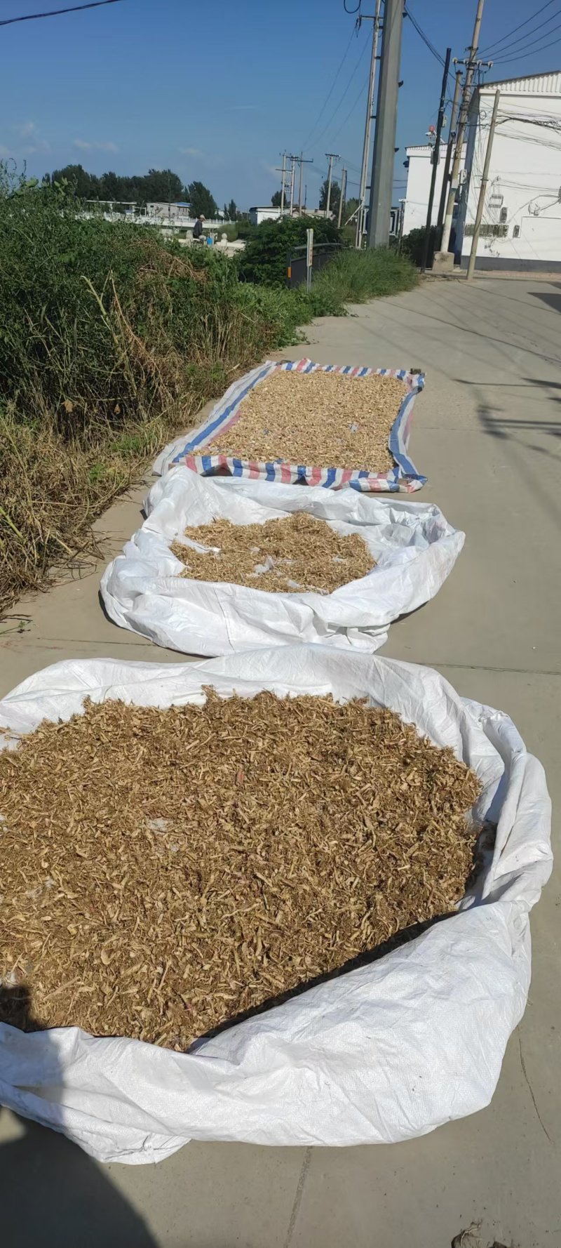 野生苋菜根干货产地直供全国发货欢迎采购量大从优支持视频
