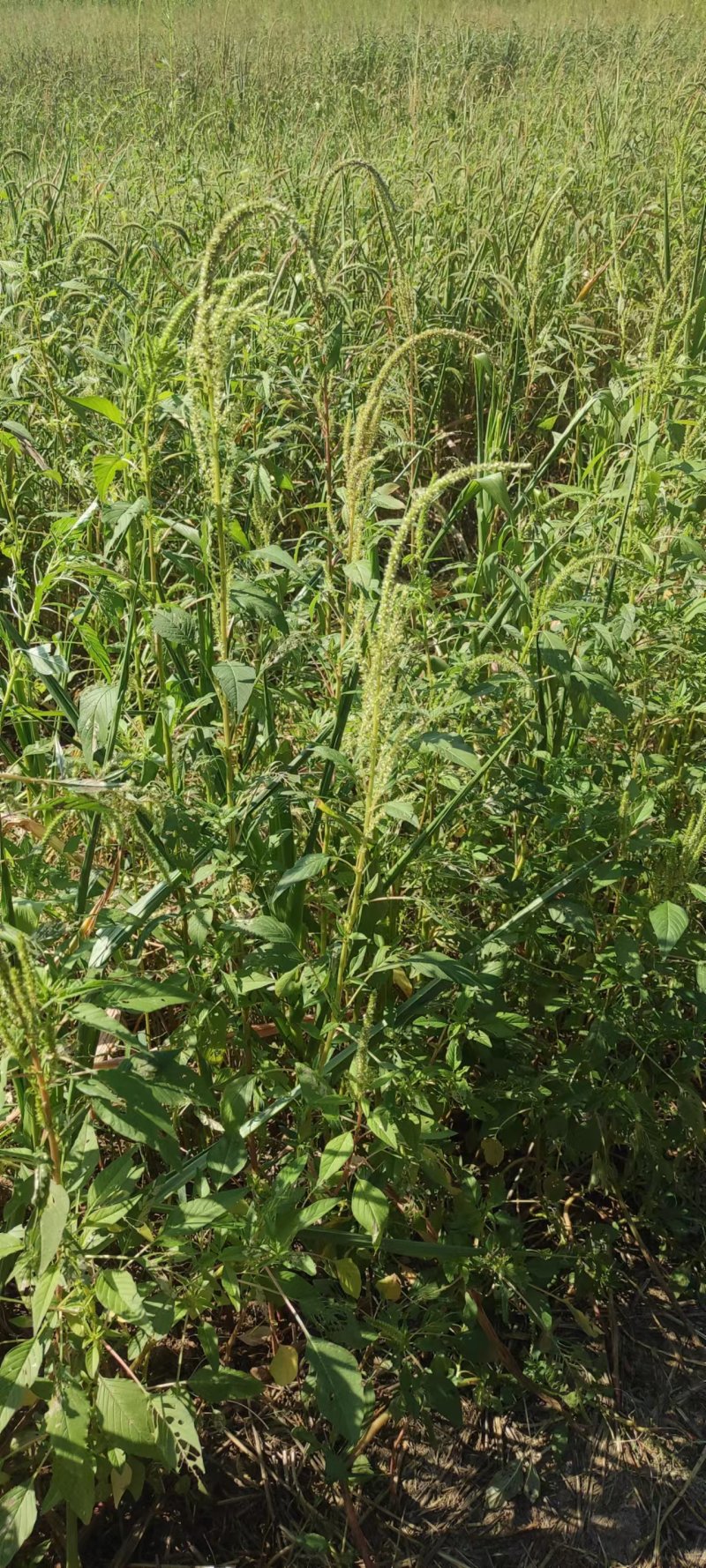 野生苋菜根干货产地直供全国发货欢迎采购量大从优支持视频