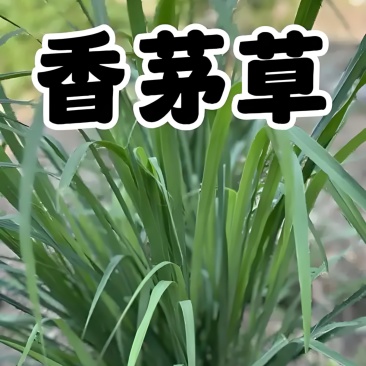 广西香茅草