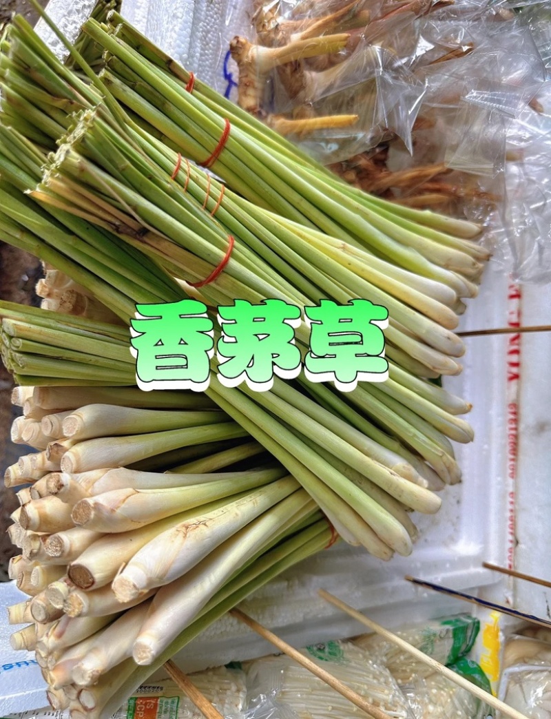 广西香茅草