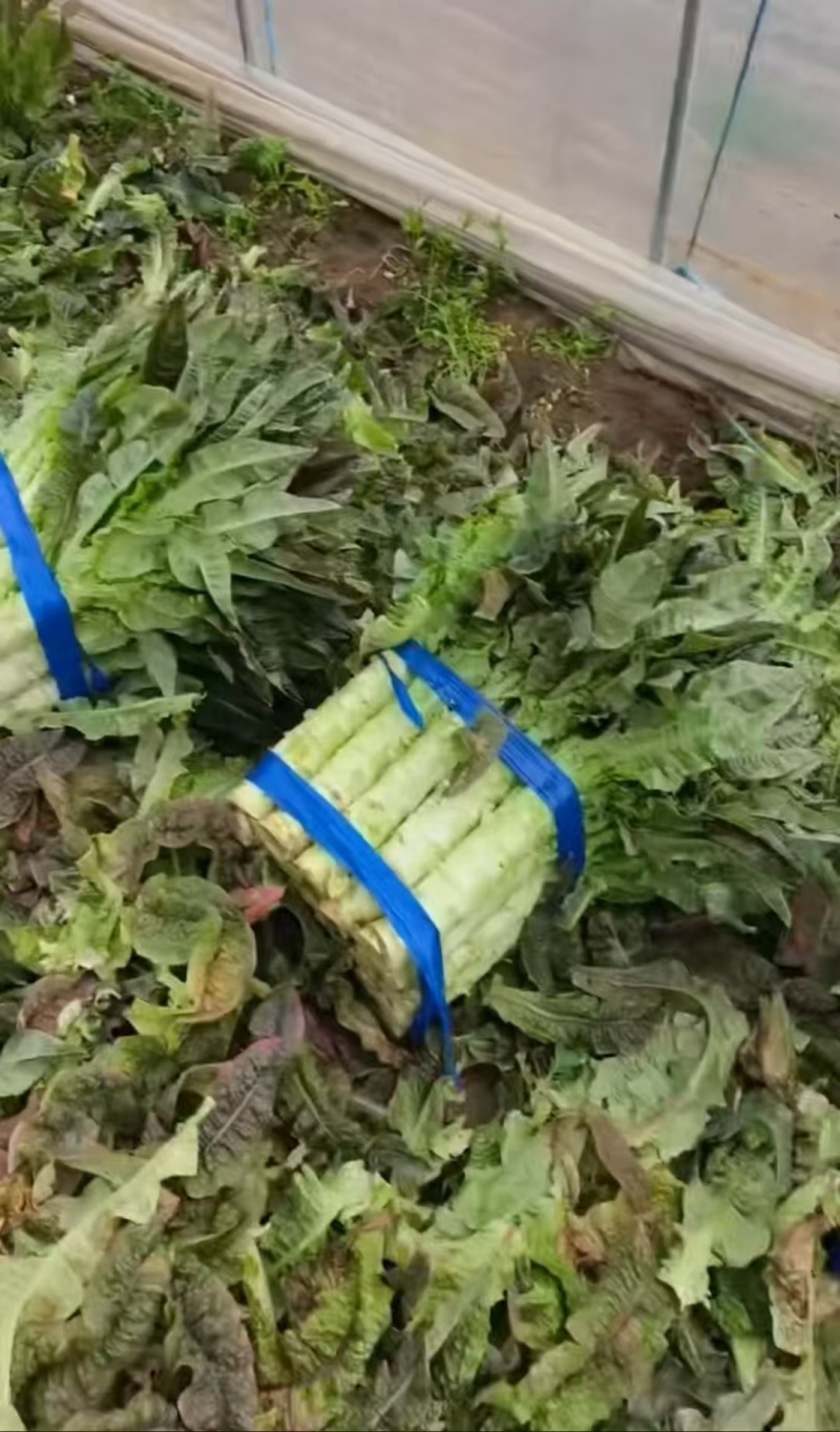 万亩精品莴笋现场采摘热卖中大量有货对接电商