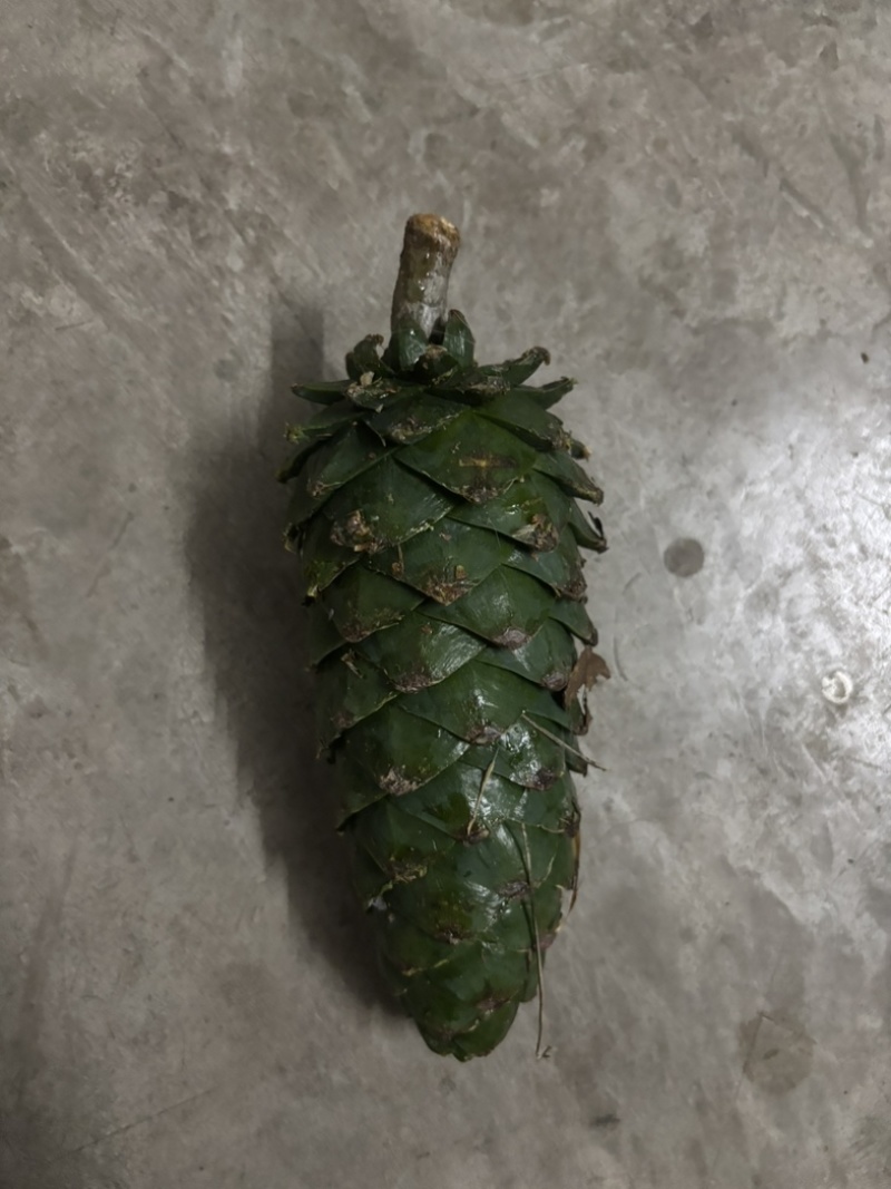 新鲜野生松塔