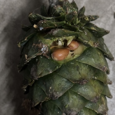 新鲜野生松塔