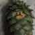 新鲜野生松塔