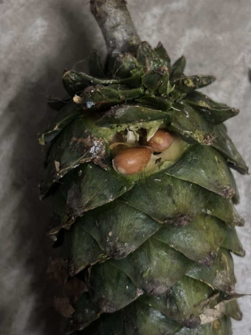 新鲜野生松塔