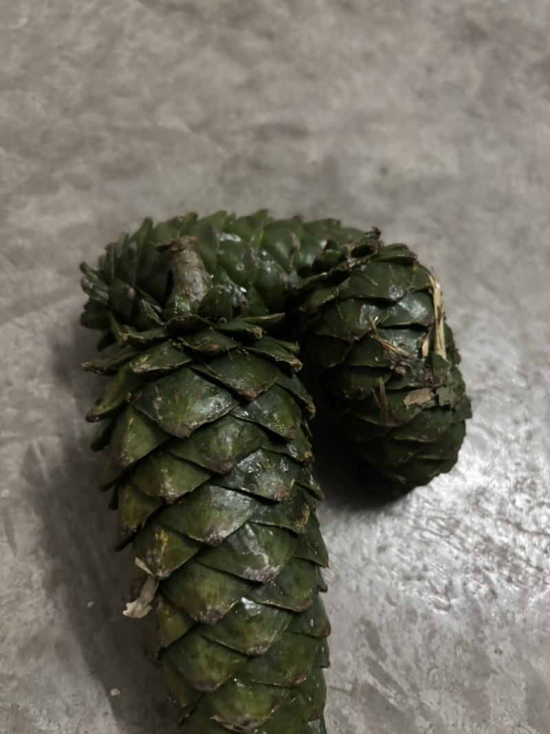 新鲜野生松塔