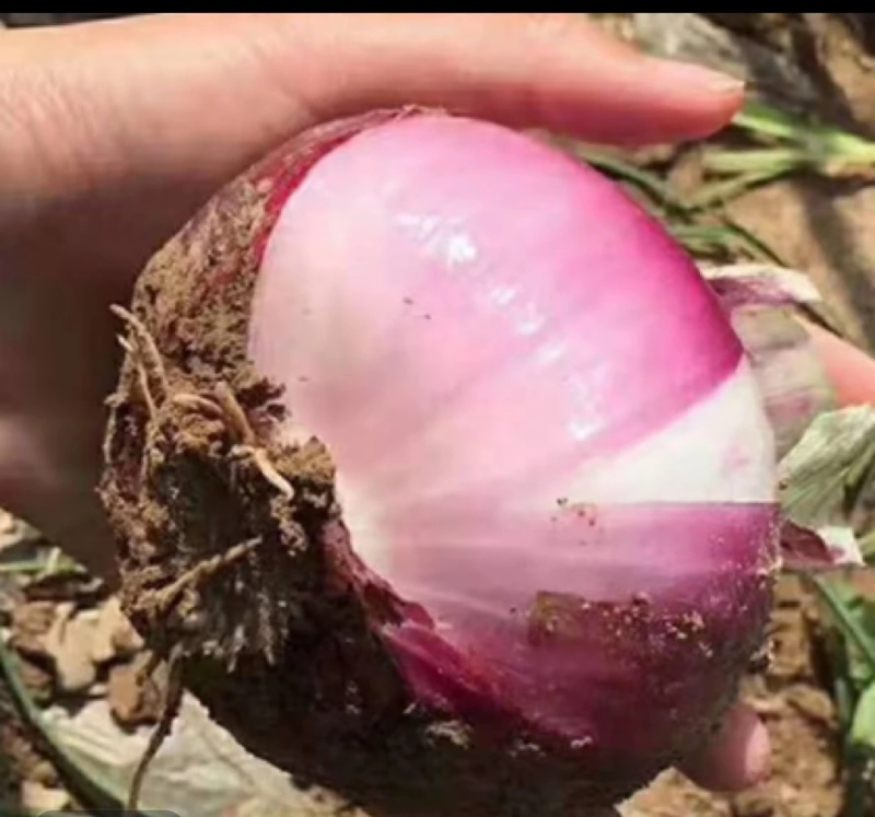 洋葱～张掖红皮洋葱，红的发紫，甜得冒泡。农户直供新鲜到家