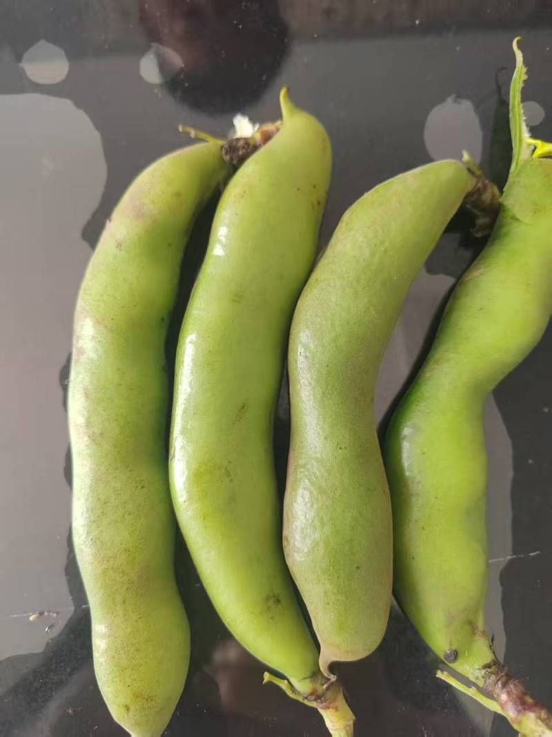 蚕豆～富蛋白钙铁，吃新鲜蚕豆藏精华，补蛋白助活力。联系我