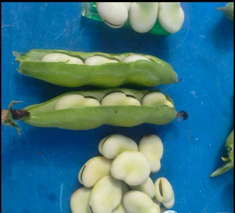 蚕豆～富蛋白钙铁，吃新鲜蚕豆藏精华，补蛋白助活力。联系我
