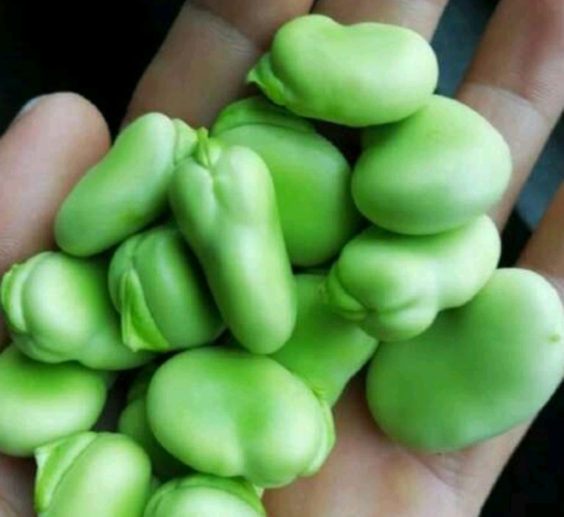 蚕豆～富蛋白钙铁，吃新鲜蚕豆藏精华，补蛋白助活力。联系我