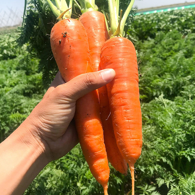 卡其吉品三红胡萝卜种子脆甜秋季水果萝卜籽菜园庭院蔬菜