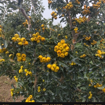 山东沂蒙黄山楂