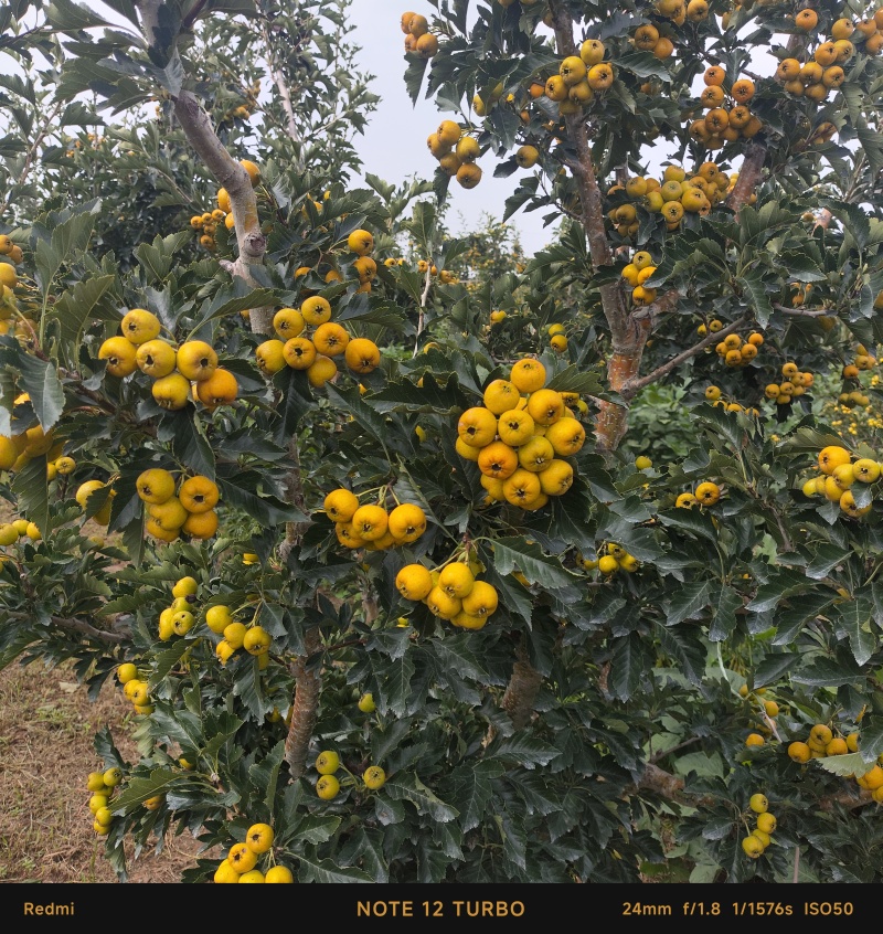 山东沂蒙黄山楂