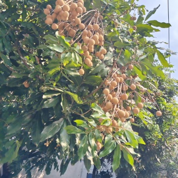 龙眼