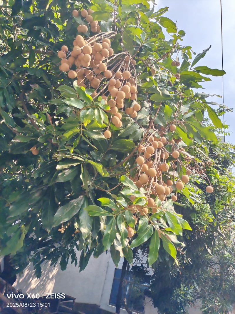 龙眼