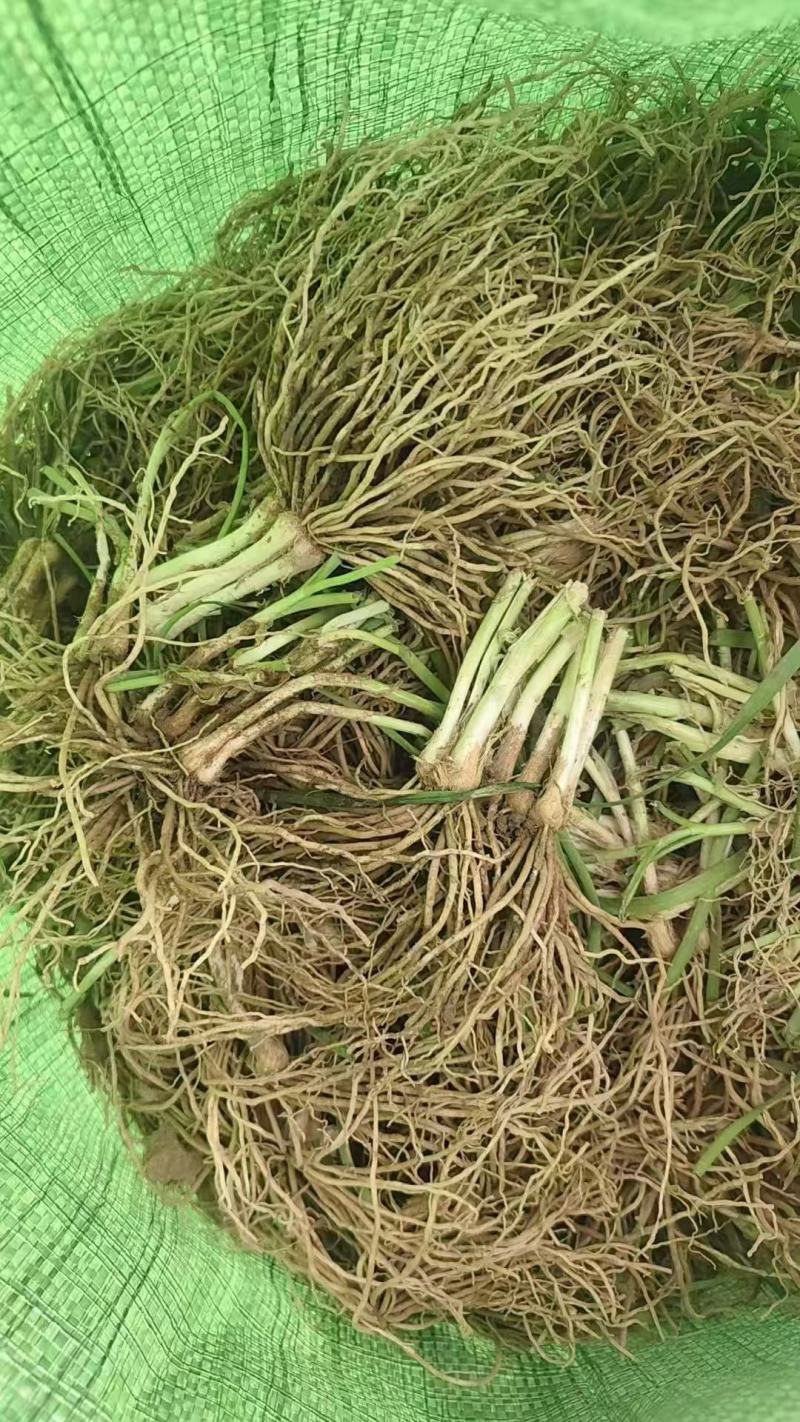 小韭菜根