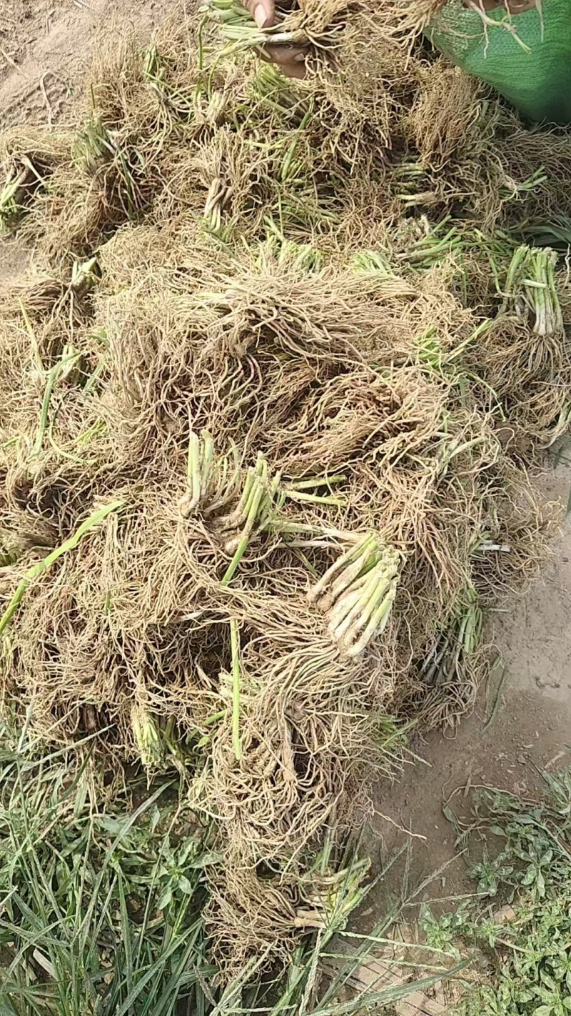 韭菜根