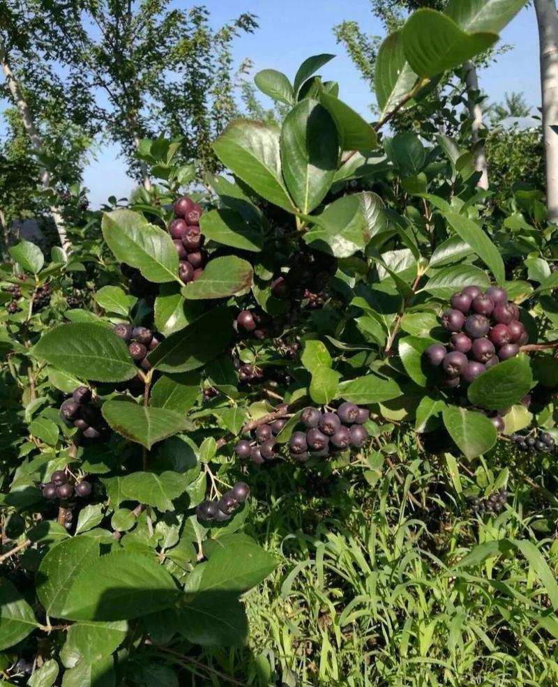 甘肃武威，黑果腺肋花楸（不老莓）