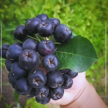 甘肃武威，黑果腺肋花楸（不老莓）