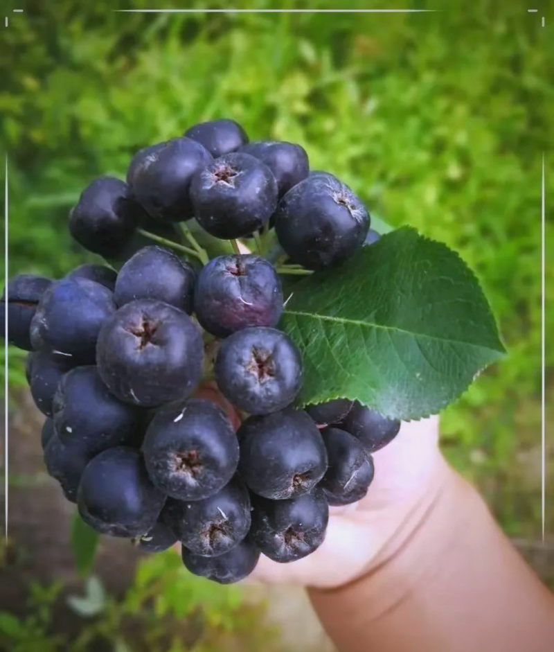 甘肃武威，黑果腺肋花楸（不老莓）