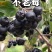 甘肃武威，黑果腺肋花楸（不老莓）