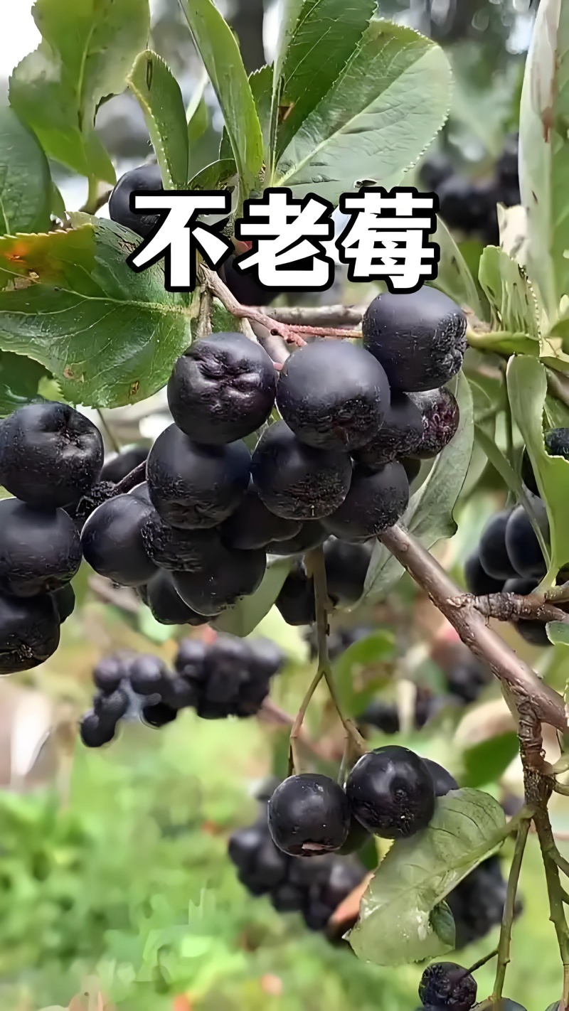 甘肃武威，黑果腺肋花楸（不老莓）